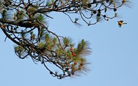 Pinus kesiya
