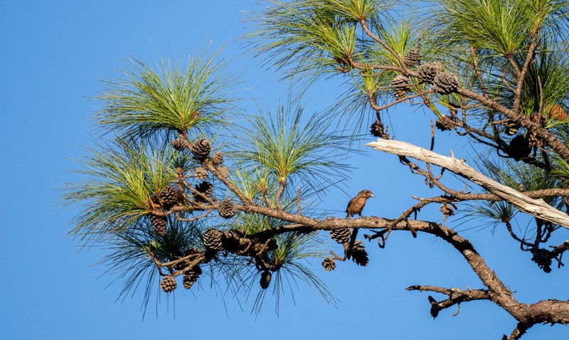 Pinus kesiya photo 2