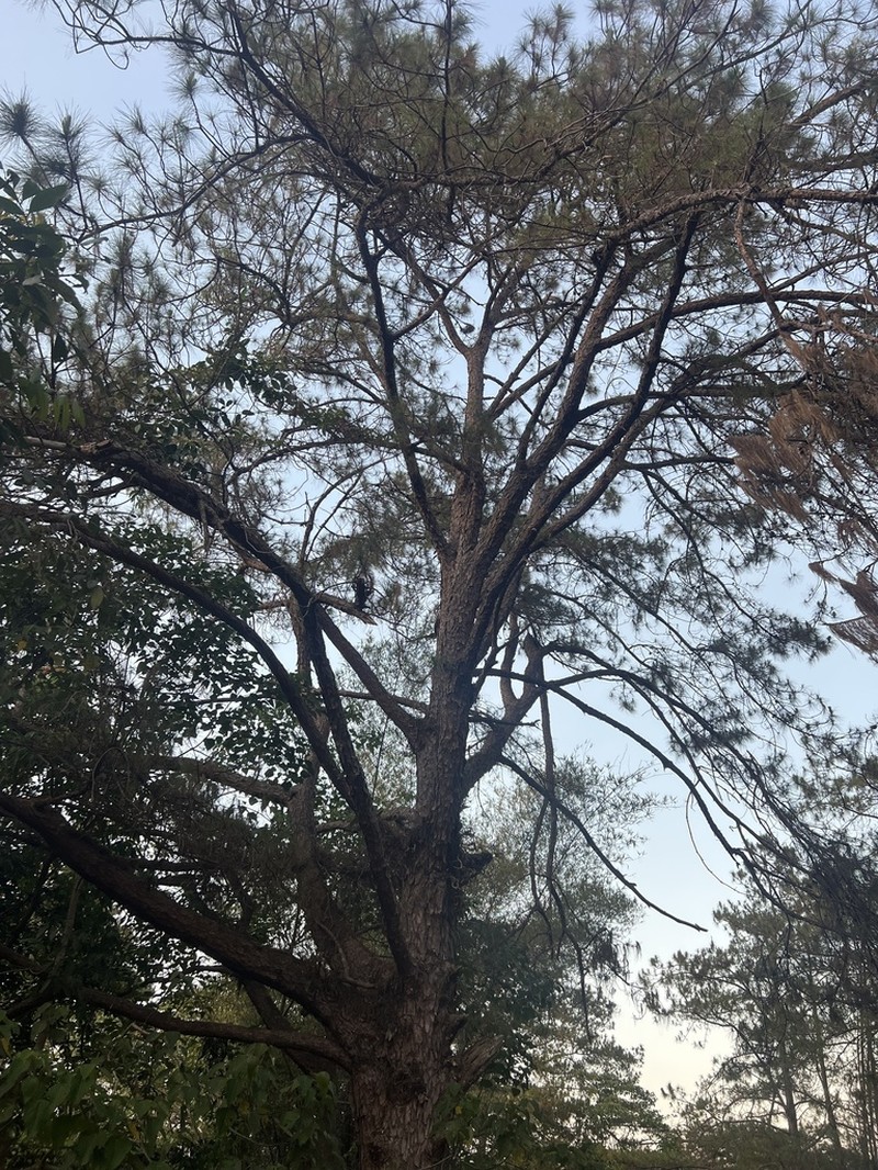Pinus kesiya photo 3