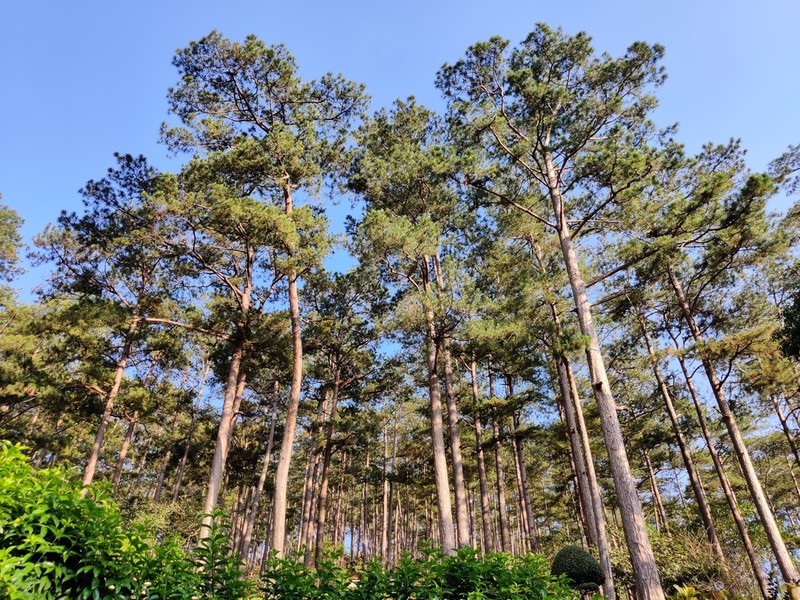 Pinus kesiya photo 4