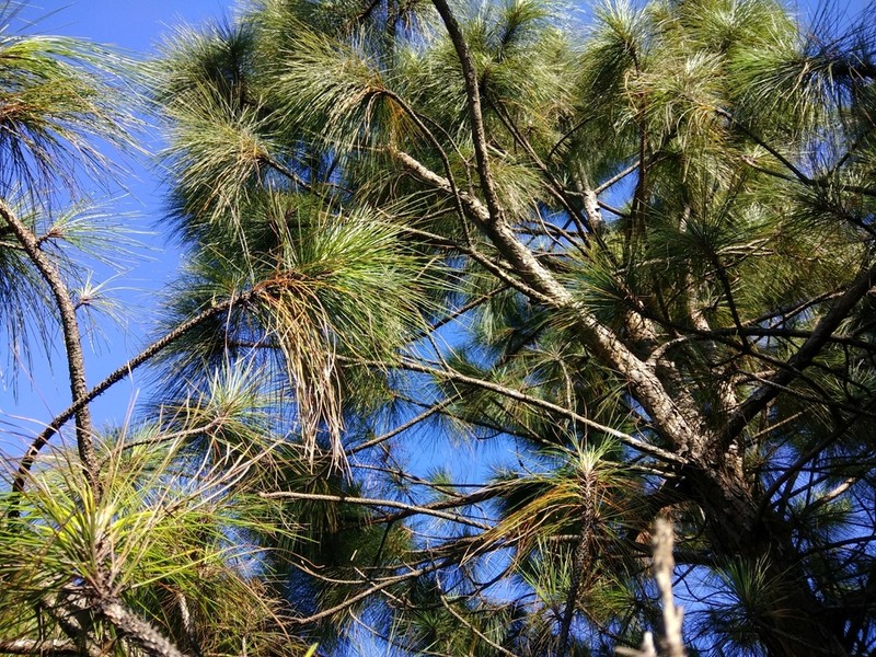 Pinus kesiya photo 5