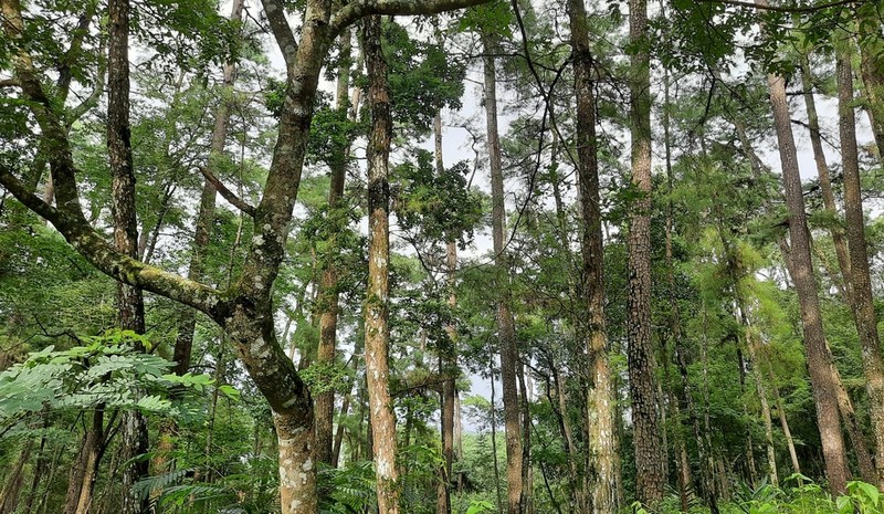 Pinus kesiya photo 6