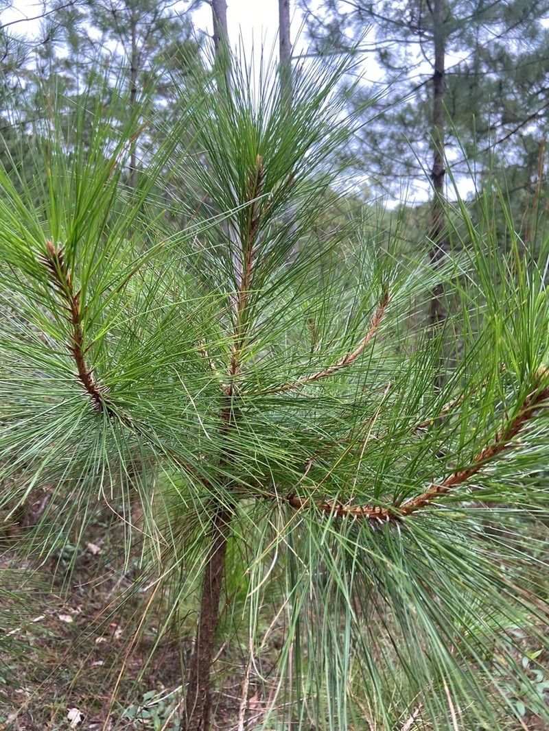 Pinus kesiya photo 7