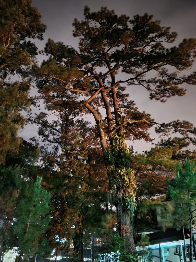 Pinus kesiya photo 8