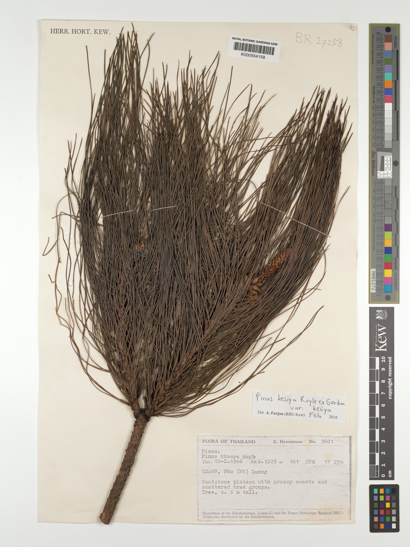 Pinus kesiya var. kesiya photo 2