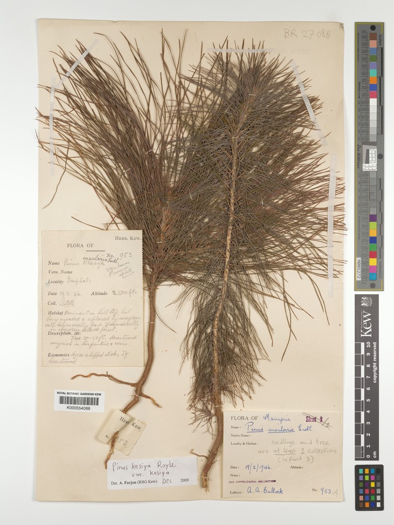 Pinus kesiya var. kesiya photo 3