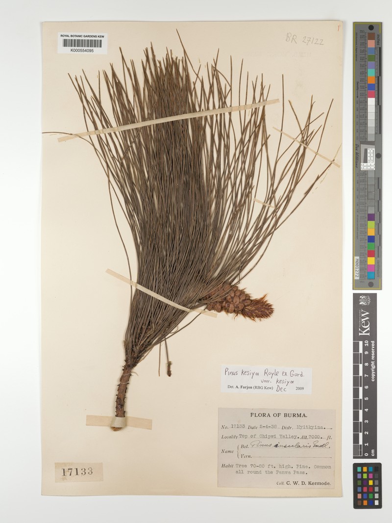 Pinus kesiya var. kesiya photo 5
