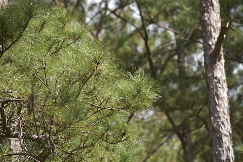 Pinus kesiya var. langbianensis