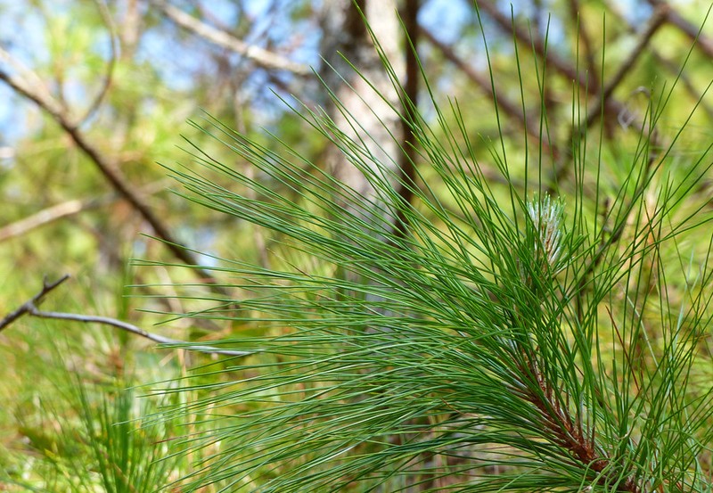 Pinus kesiya var. langbianensis photo 2