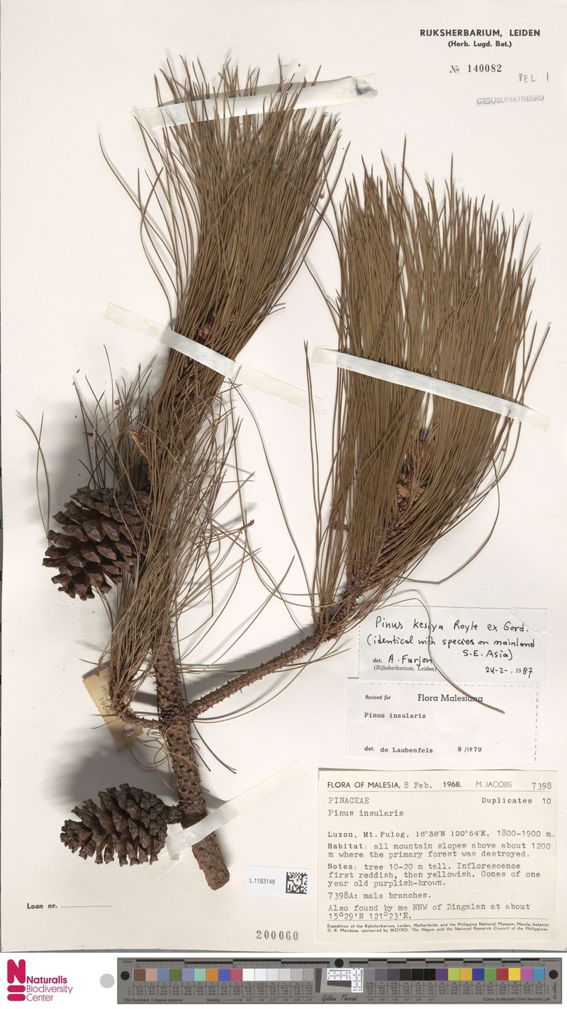 Pinus kesiya var. langbianensis photo 5