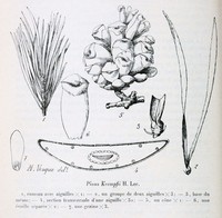 Pinus krempfii