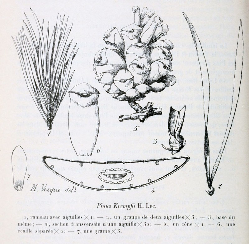 Pinus krempfii