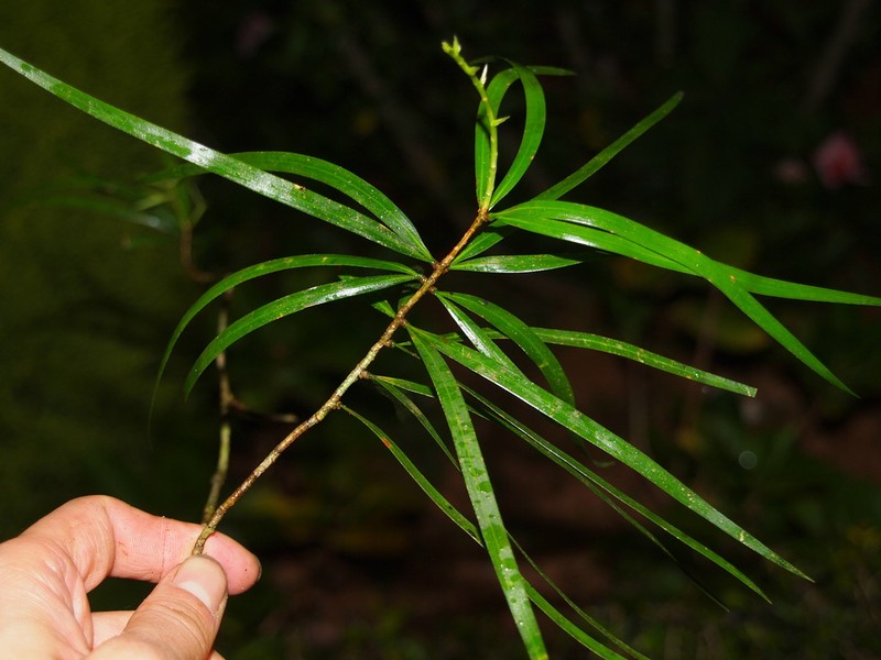 Pinus krempfii photo 2