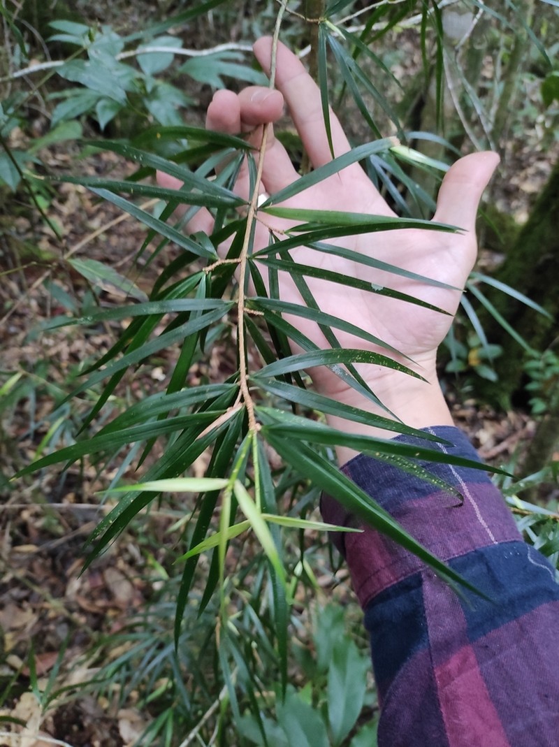 Pinus krempfii photo 3