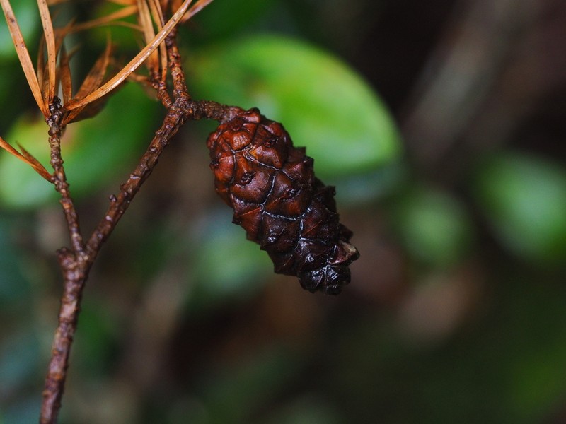 Pinus krempfii photo 4