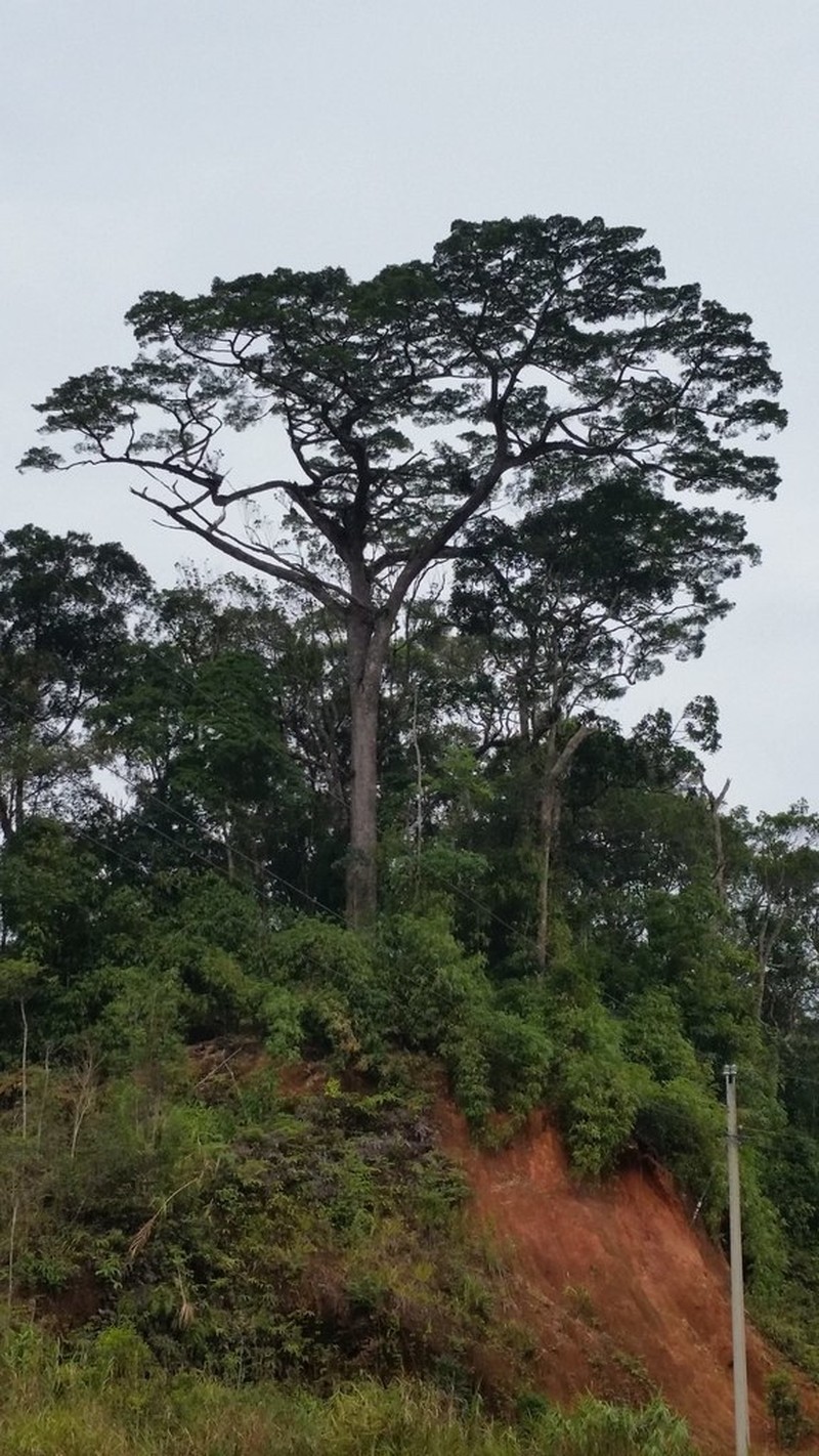 Pinus krempfii photo 6