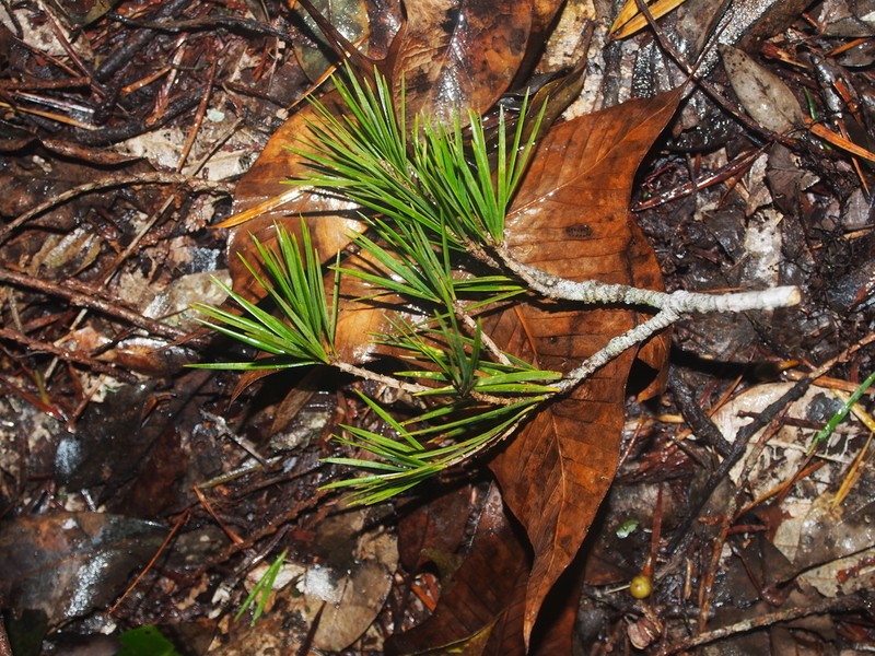 Pinus krempfii photo 7