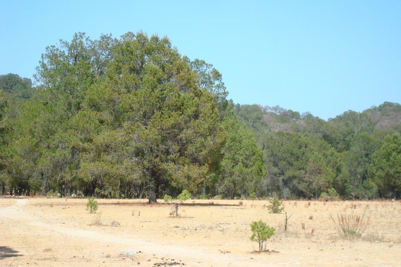 Pinus lagunae