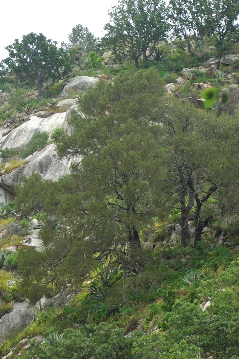 Pinus lagunae photo 2