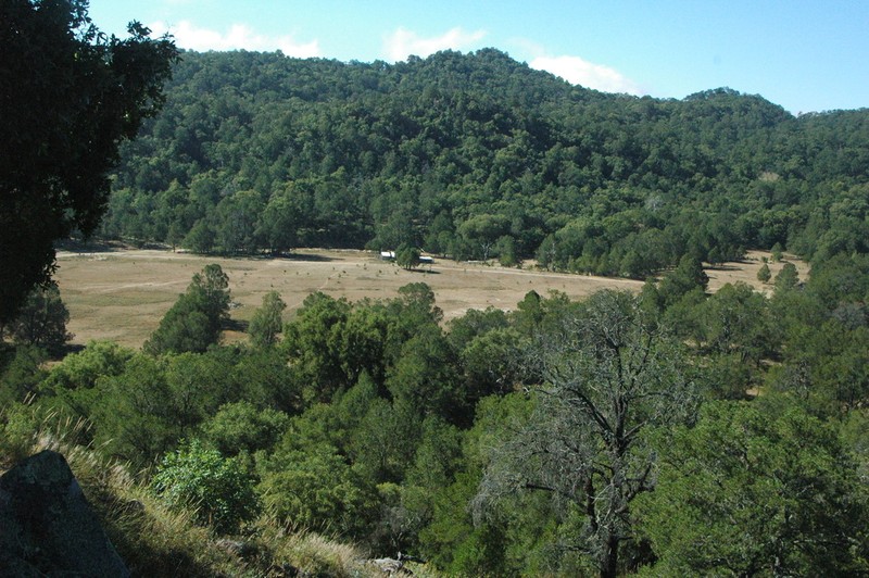 Pinus lagunae photo 3