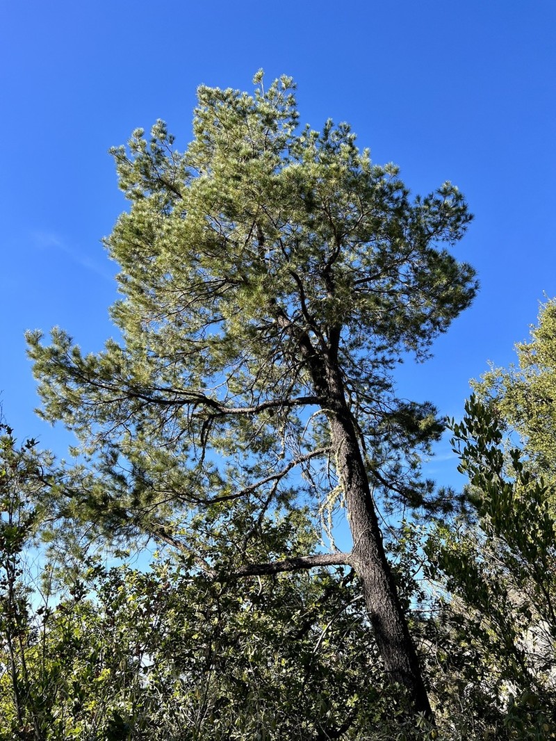 Pinus lagunae photo 4