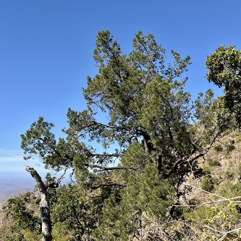 Pinus lagunae photo 5