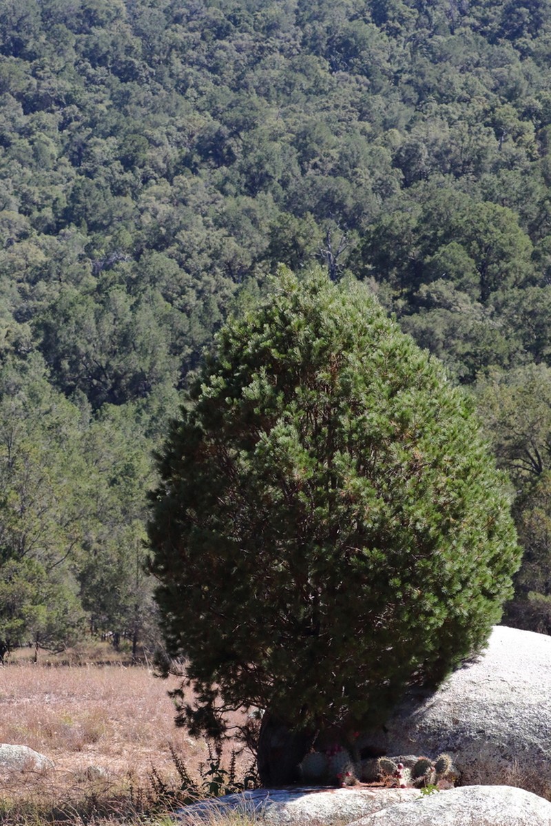 Pinus lagunae photo 6