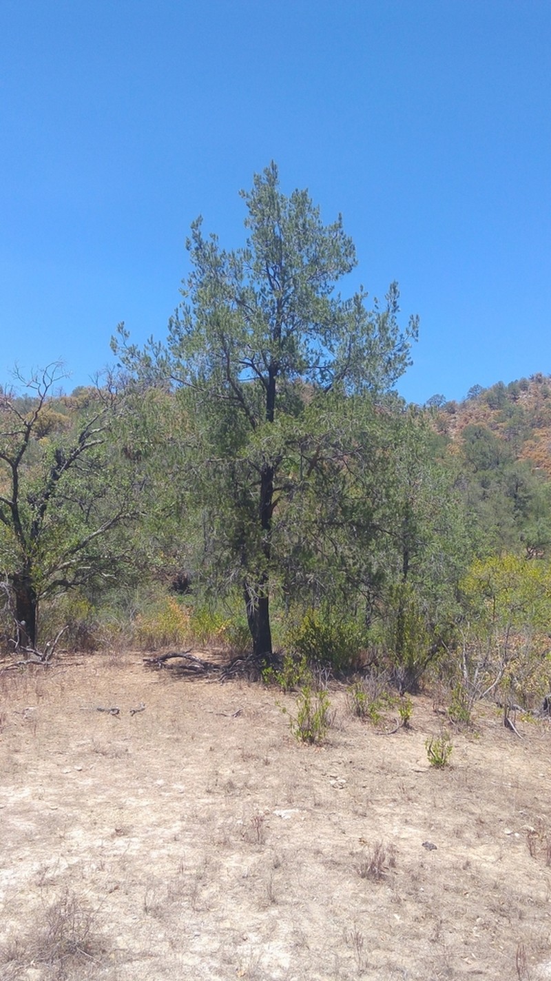 Pinus lagunae photo 7