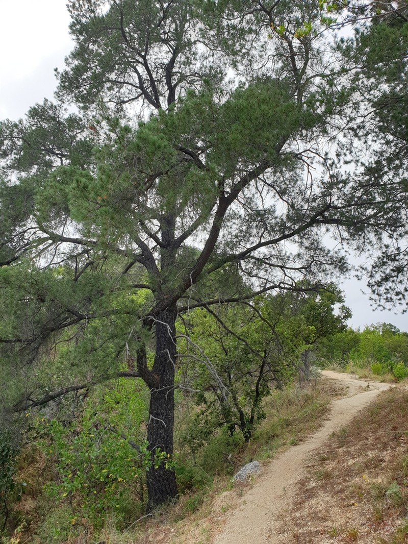 Pinus lagunae photo 8