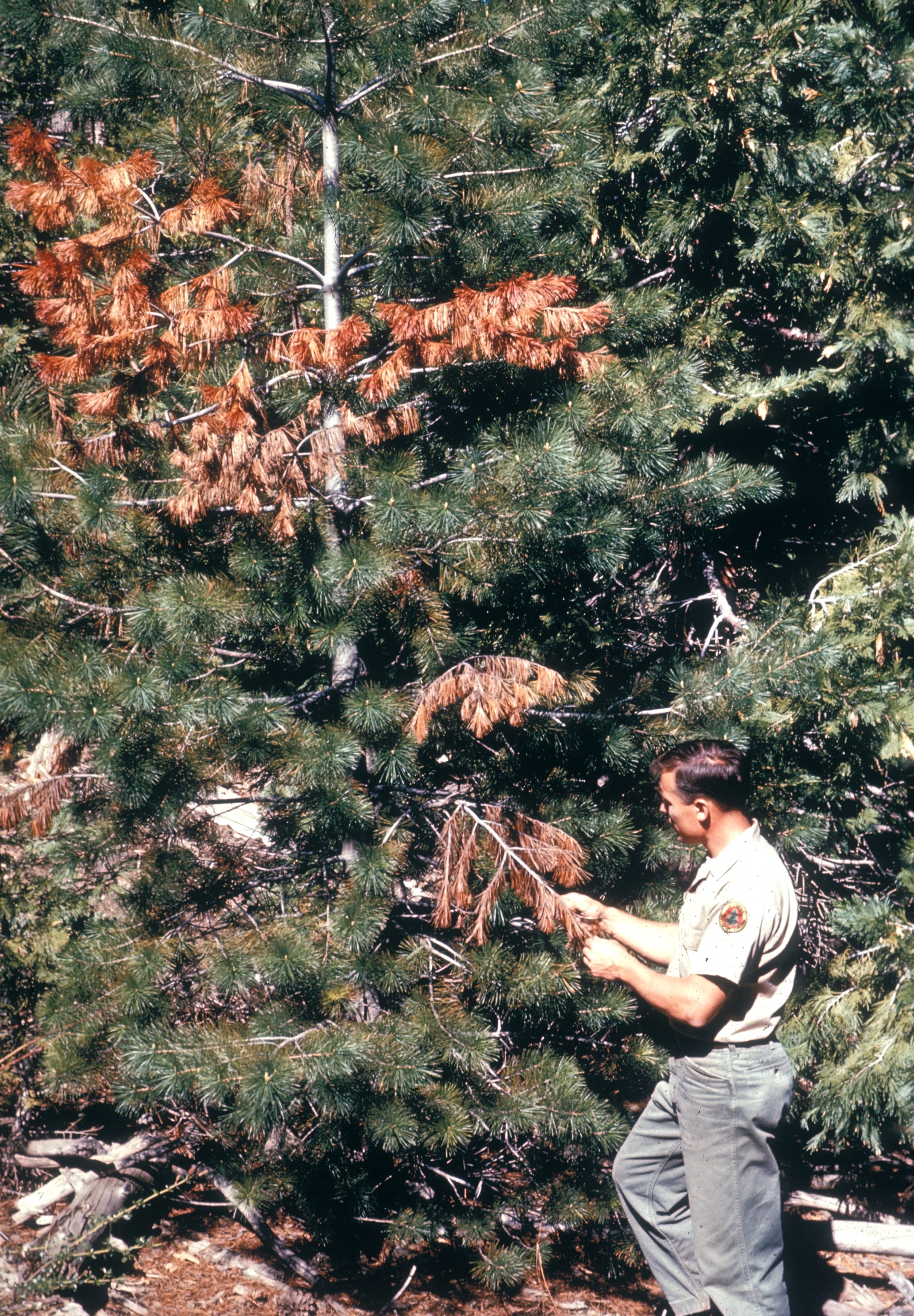 Sugar Pine photo 5