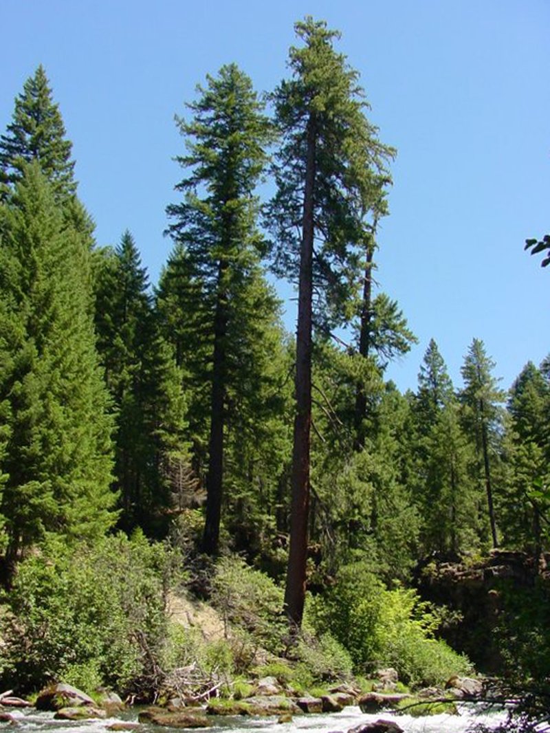Sugar Pine photo 6