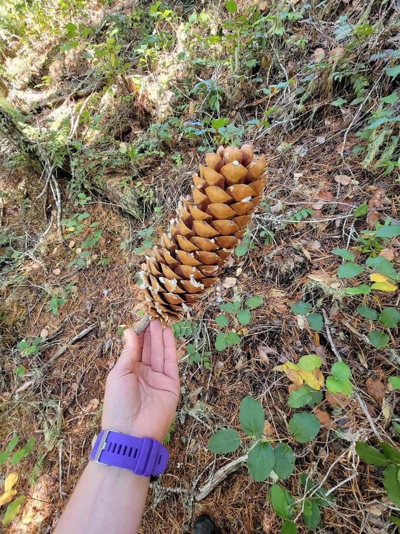 Sugar Pine photo 3