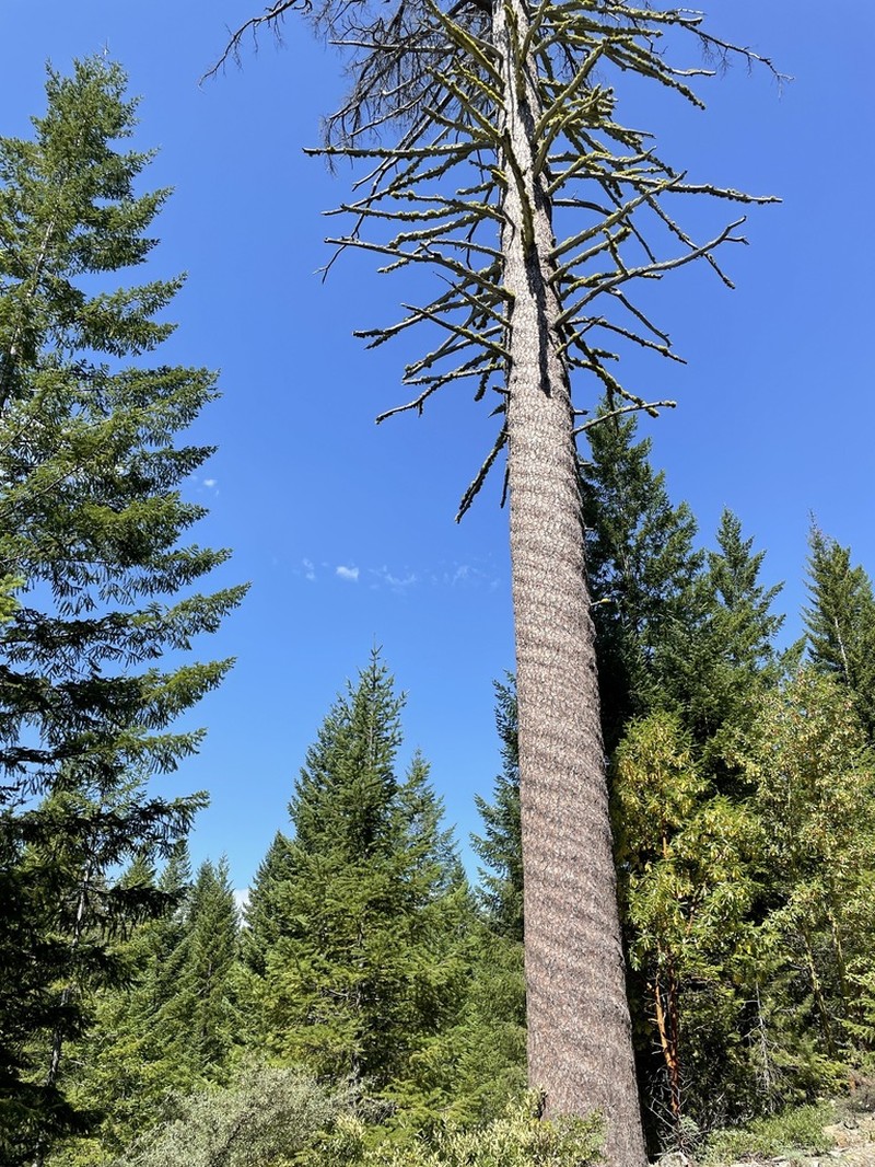 Sugar Pine photo 4