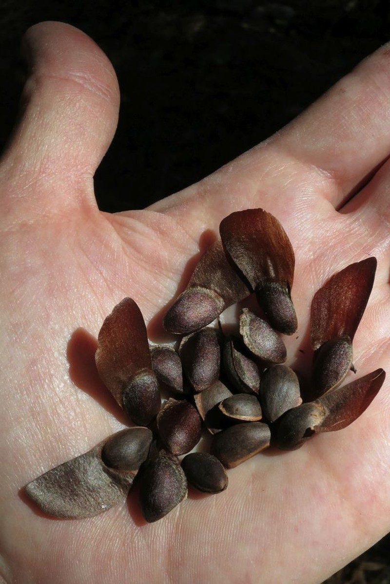 Sugar Pine photo 5