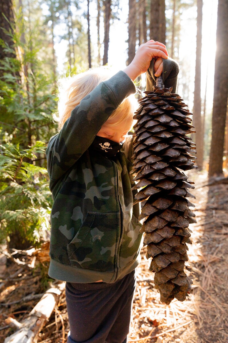 Sugar Pine photo 6