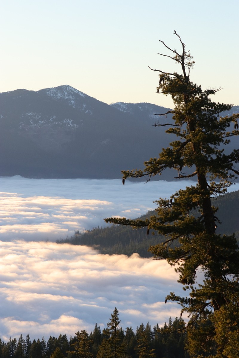 Sugar Pine photo 7