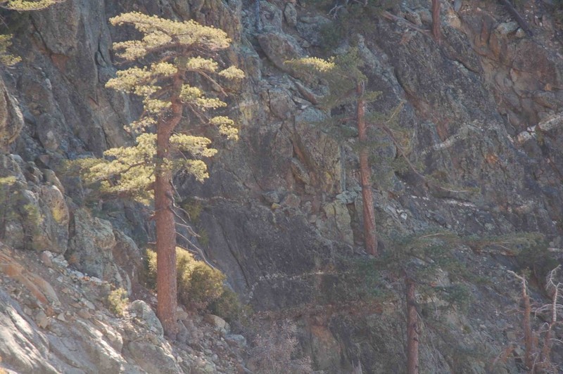 Sugar Pine photo 8