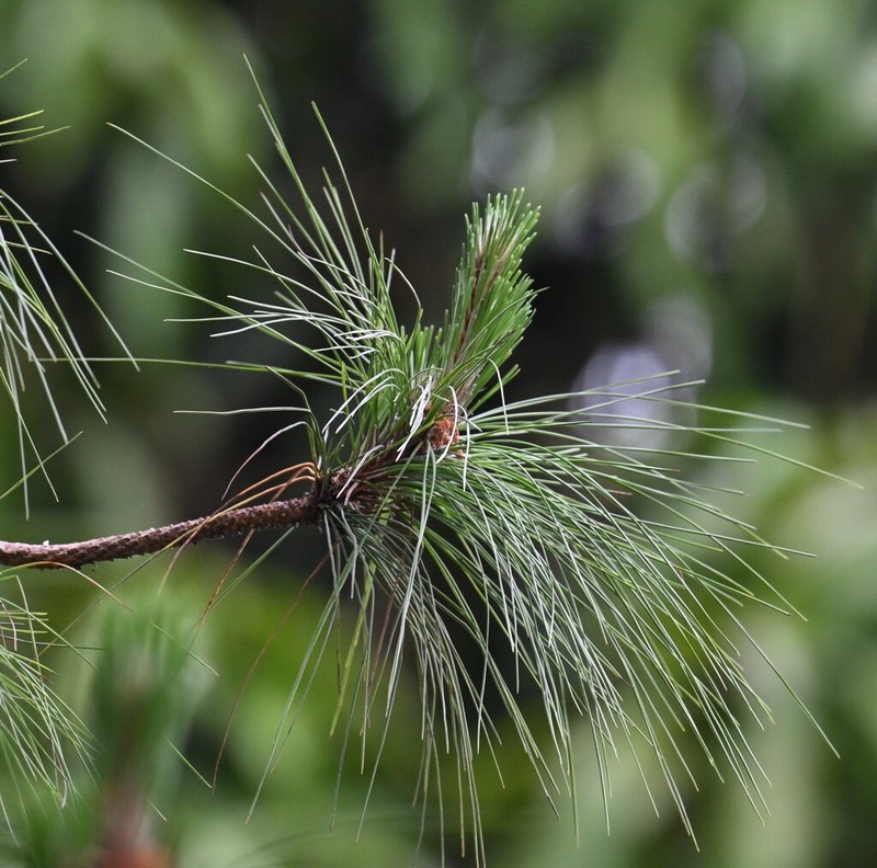 Pinus latteri photo 2