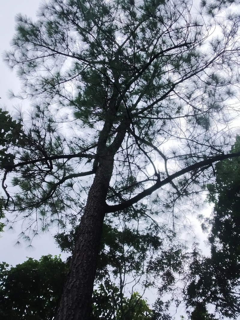 Pinus latteri photo 3