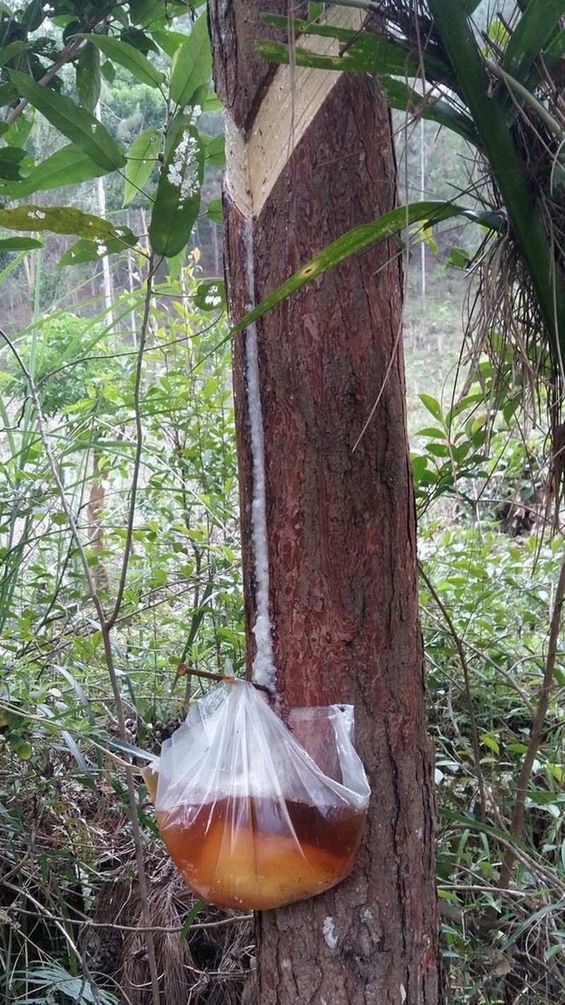 Pinus latteri photo 4