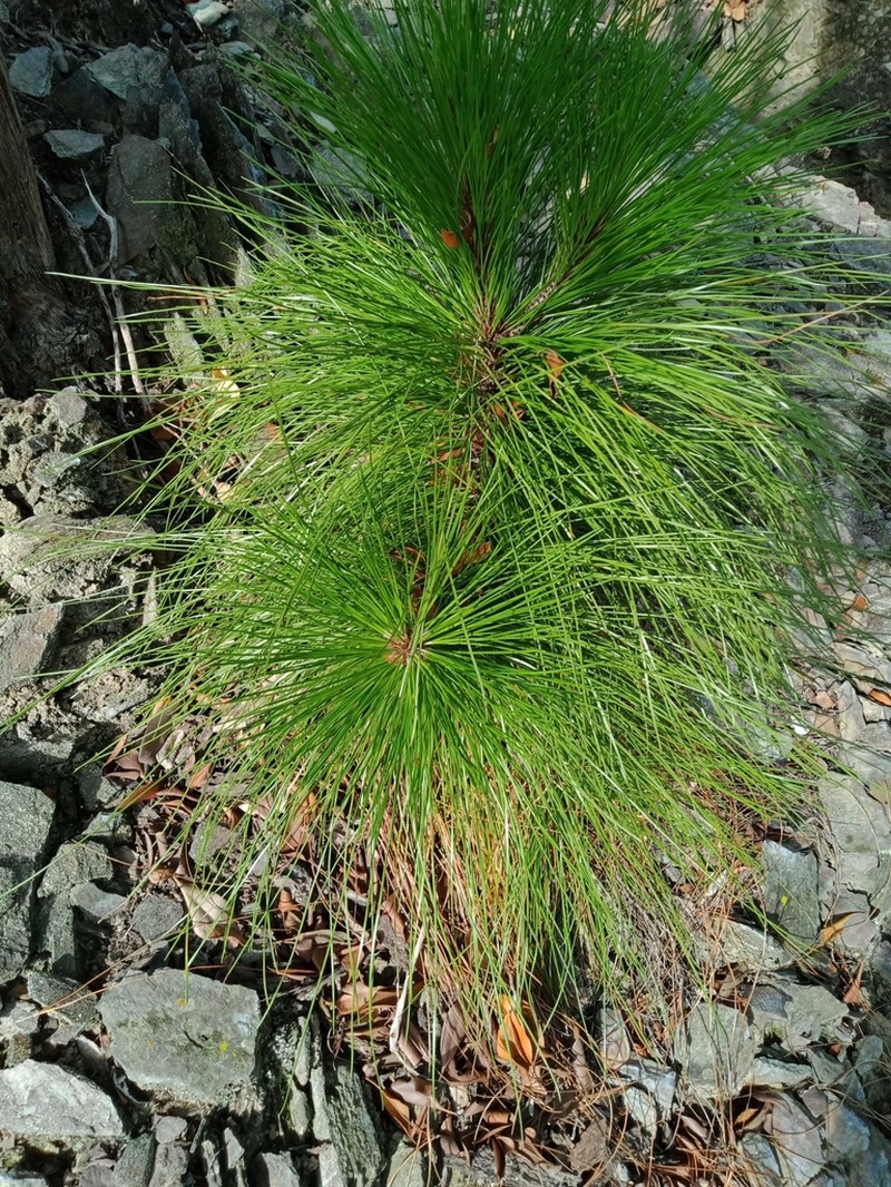 Pinus latteri photo 5