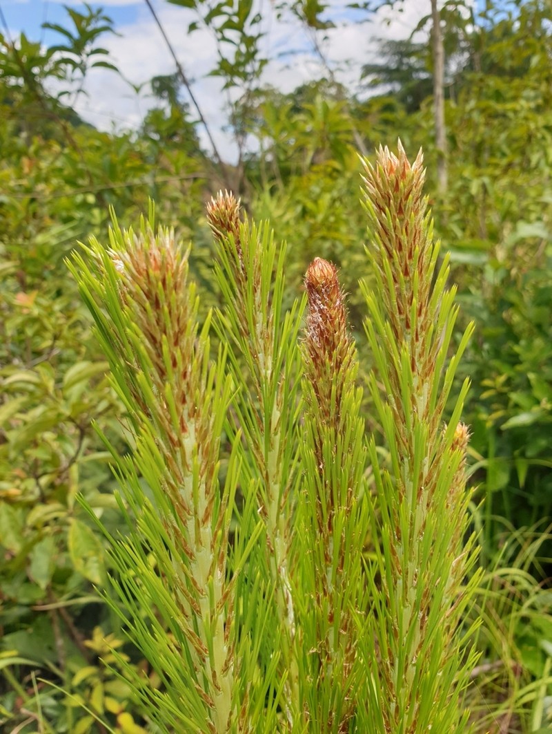 Pinus latteri photo 7