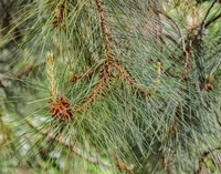 Pinus lawsonii