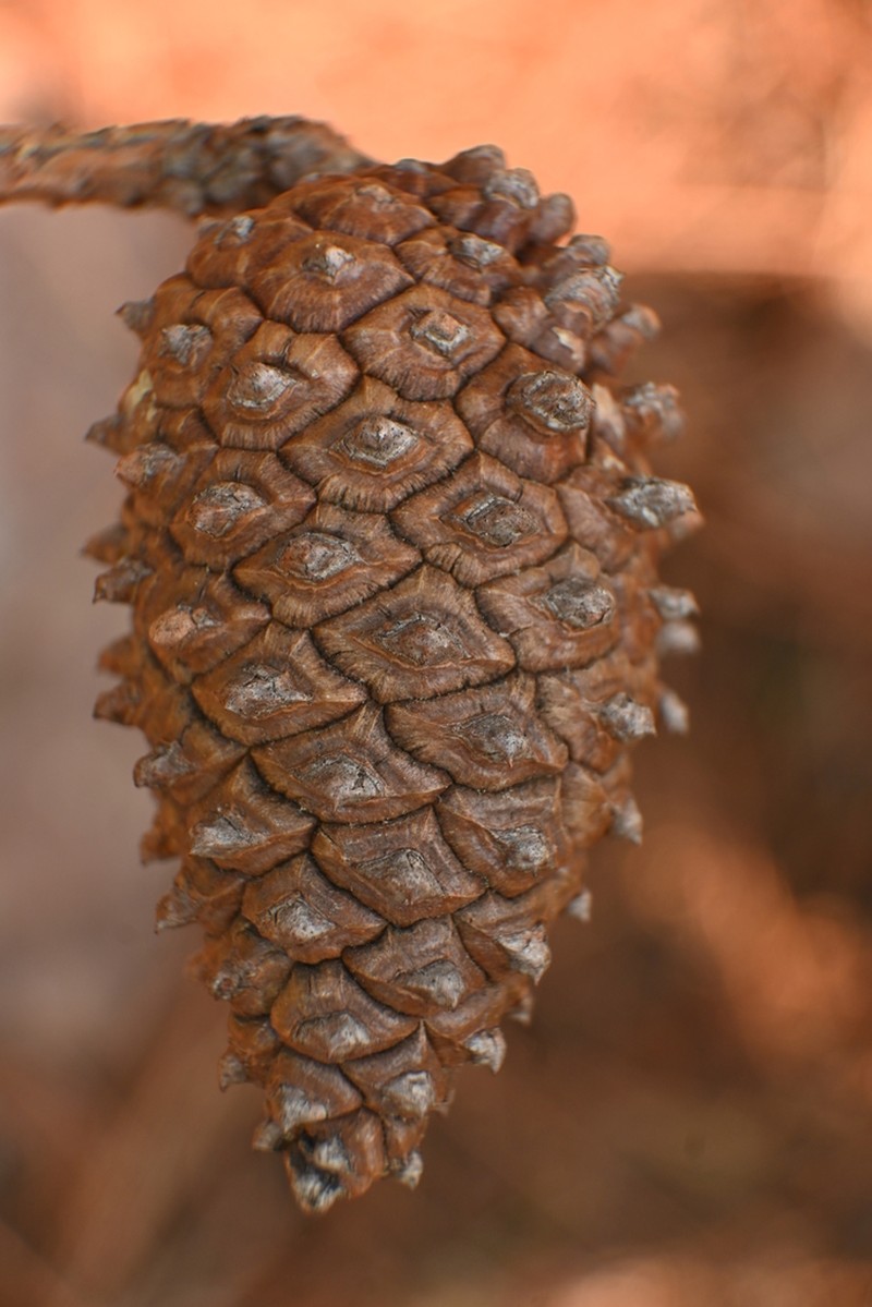 Pinus lawsonii photo 2