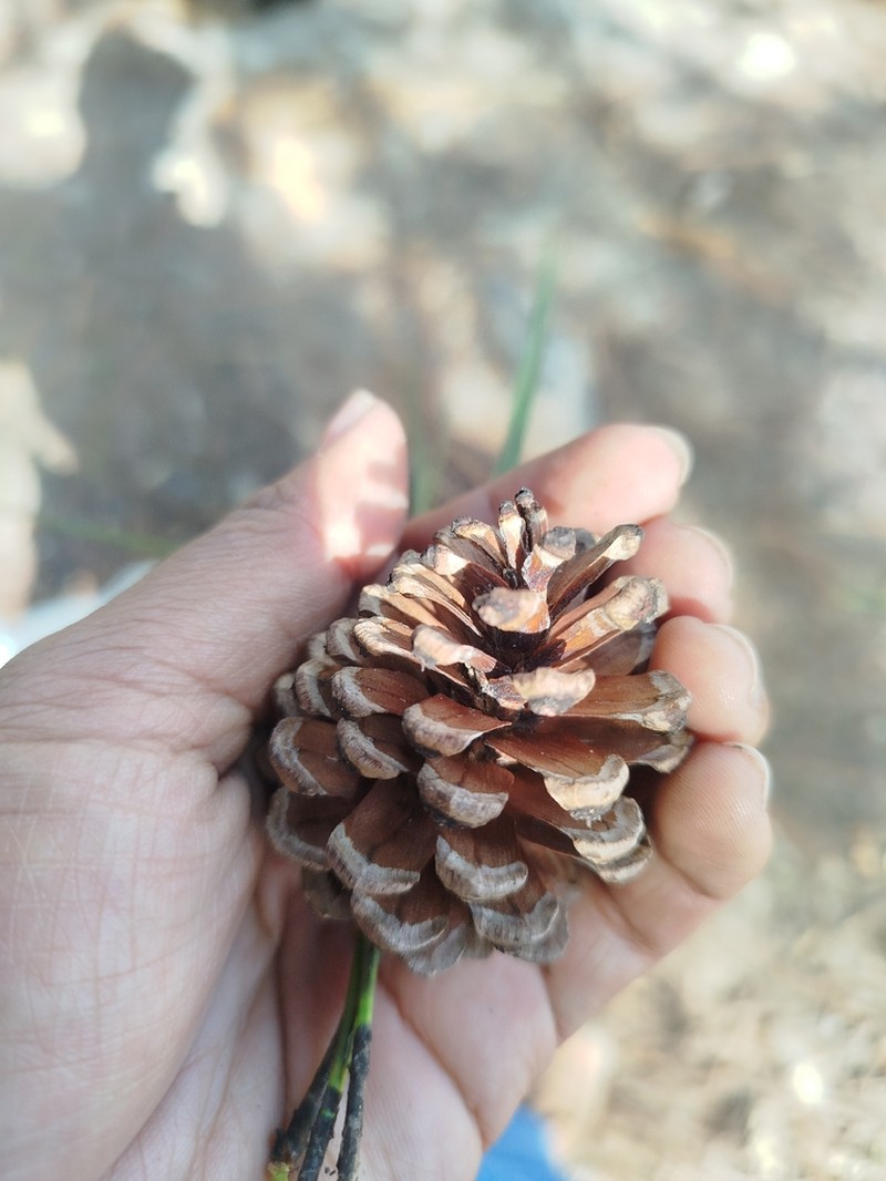 Pinus lawsonii photo 3