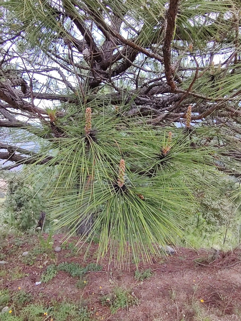 Pinus lawsonii photo 4