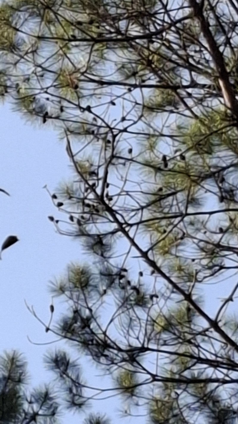 Pinus lawsonii photo 5