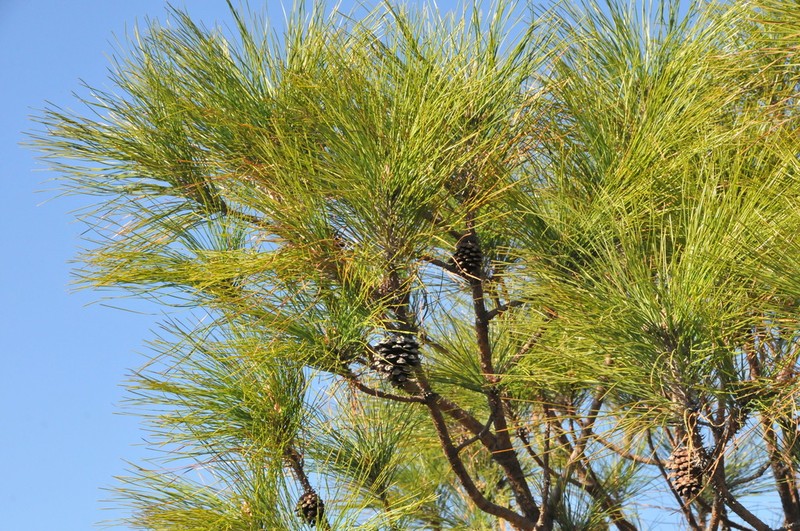 Pinus lawsonii photo 6
