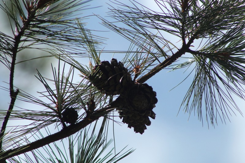 Pinus lawsonii photo 7
