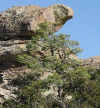 Chihuahuan Pine
